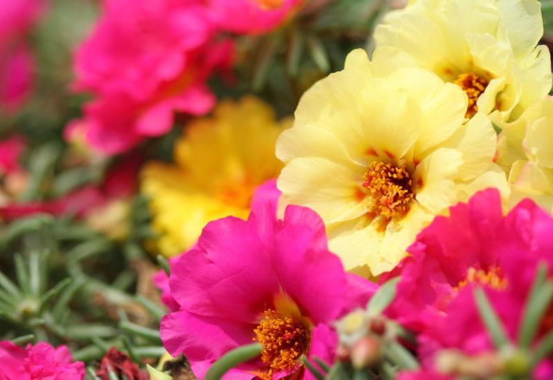 Prkos - Portulaca grandiflora - 10 najboljih vrsta visećeg cvijeća za vaše balkone